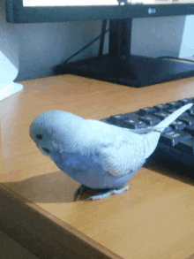 a small bird sitting on a desk next to an lg computer