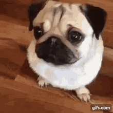 a pug dog is standing on a wooden floor looking at the camera .