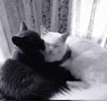 a black and white photo of two cats laying next to each other on a chair .