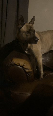 a dog is sitting on a couch and looking at the camera