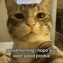 a cat is sitting on a bed with the words `` good morning i hope you slept good pookie '' written on it .