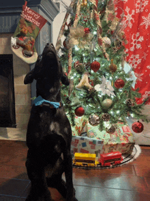 a black dog stands in front of a christmas tree with a merry christmas stockings