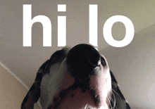 a close up of a dog 's nose with the word hilo above it