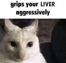 a white cat with a caption that says `` grips your liver aggressively ''