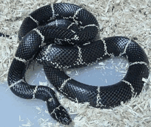 a black and white snake is wrapped around a pile of wood chips .