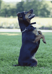 a black and brown dog standing on its hind legs looking up