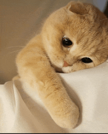 a cat laying on a white blanket with its head on its paw