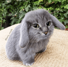 a cat that looks like a rabbit with the name kory_vezde on the bottom