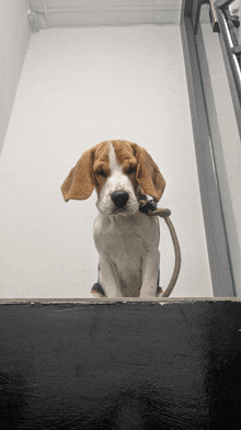 a brown and white dog is sitting on a staircase