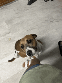 a brown and white dog looking up at a person wearing white sandals