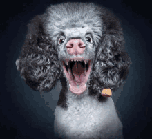 a poodle with its mouth open looks like a bear