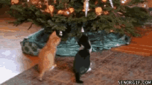 two cats standing next to a christmas tree with senorgif.com written on the bottom right