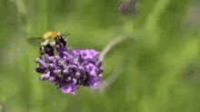 a bee is sitting on a purple flower in the grass .