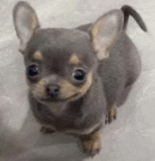 a small gray and brown chihuahua puppy is standing on a white surface .