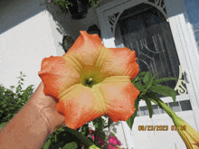 a person is holding a large orange flower with the date 08/23/2023 at the bottom