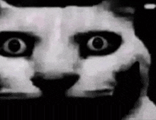 a black and white photo of a cat 's face with a surprised look on its face .