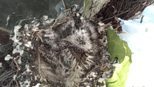 a bird nest with feathers and a leaf