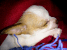 a small brown and white dog is laying on a red blanket