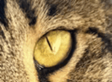 a close up of a cat 's eye with a yellow iris .