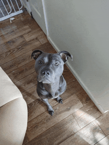 a gray dog sitting on a wooden floor looking up