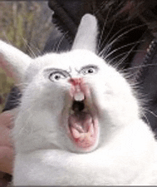 a person is holding a white rabbit with its mouth open and making a funny face .