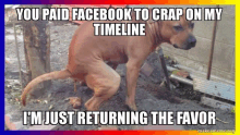 a picture of a dog that says you paid facebook to crap on my timeline