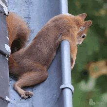 a squirrel climbs up a metal pipe with the word fotografie on the bottom left