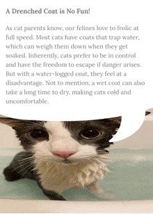 a picture of a cat in a bathtub with a speech bubble that says a drenched coat is no fun