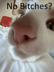 a close up of a cat 's nose with the words " no bitches " below it