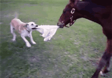 a dog is playing with a horse in a field and the horse is pulling a towel out of the dog 's mouth .