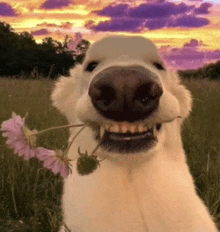 a polar bear is holding a flower in its mouth in a field .