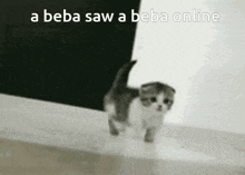 a kitten is walking in front of a wall with the words a beba saw a beba online above it