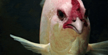 a close up of a chicken looking like a fish with a very angry look on its face .