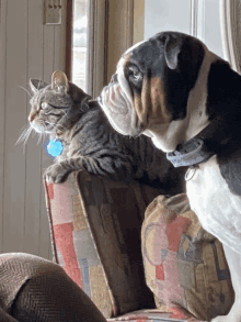 a cat and a dog are sitting on a couch looking out a window