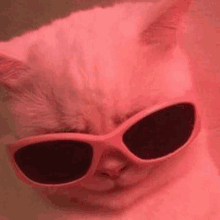 a close up of a cat wearing pink sunglasses on a pink background .