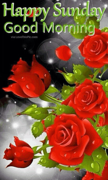 a bunch of red roses with the words " happy sunday good morning "