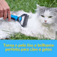 a white cat is being brushed by a person with a comb