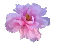 a close up of a pink flower with a yellow center on a white background