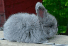 a small fluffy gray rabbit is sitting on a wooden table .