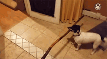 a black and white dog is standing on a tiled floor in a room with a cat 's pet collection logo on the wall