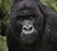 a close up of a black gorilla 's face looking at the camera