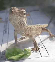 a lizard is standing on a piece of paper that has the number r265 on it