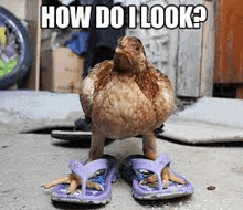 a chicken is wearing a pair of flip flops on its feet .