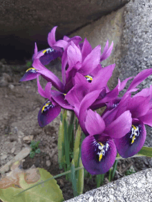 a bunch of purple flowers with yellow centers are growing in the dirt