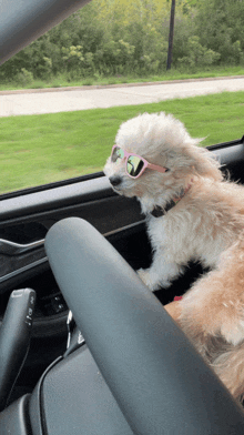 a small white dog wearing pink sunglasses is sitting in a car