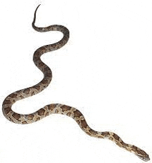 a brown and white snake is crawling on a white surface .