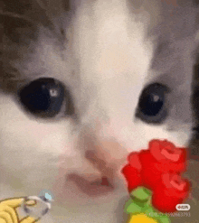 a close up of a cat eating a toy with a ring in its mouth .