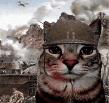 a cat wearing a military helmet stands in front of a war scene