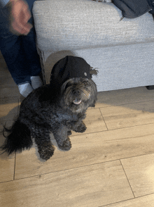 a small dog wearing a black hat is sitting on a wood floor