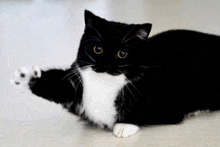 a black and white cat laying on the floor with its paw up